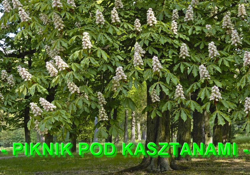 PIKNIK POD KASZTANAMI 2025
